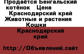 Продаётся Бенгальский котёнок › Цена ­ 10 000 - Краснодарский край Животные и растения » Кошки   . Краснодарский край